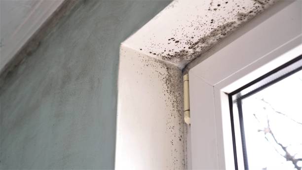Best Certified Mold Removal  in Ranson, WV