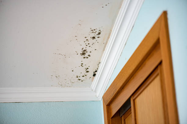 Best Mold Damage Repair  in Ranson, WV