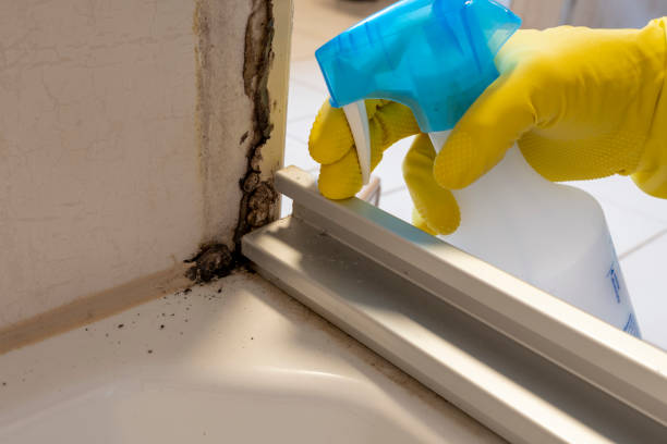 Best Commercial Mold Removal  in Ranson, WV