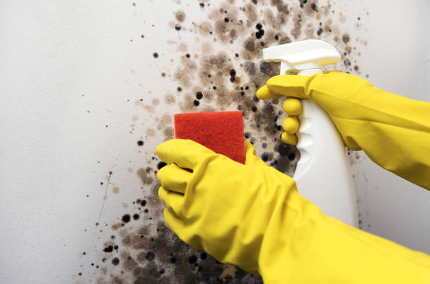 Best Certified Mold Removal  in Ranson, WV