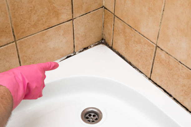 Best Black Mold Removal  in Ranson, WV